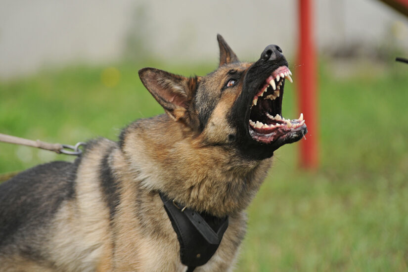 Photo of an Aggressive Dog