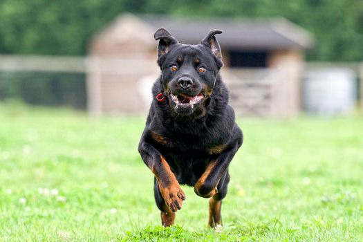 Photo of a Running Dog